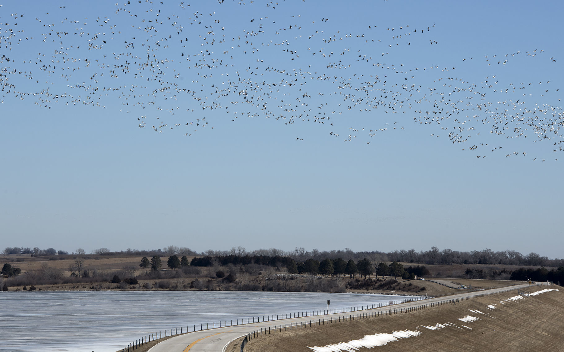 Birds at Branched Oak Lake